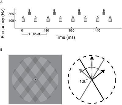 Resetting of Auditory and Visual Segregation Occurs After Transient Stimuli of the Same Modality